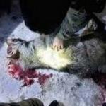 Mahalleye inen kurt &ccedil;ocuğa ve kadına saldırdı