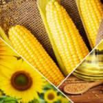 Cargill, 1000 Çiftçi 1000 Bereket programı ile verimi %26’ya varan oranda arttı