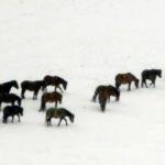 Karlı dağlarda yiyecek arayan yılkı atları g&ouml;r&uuml;nt&uuml;lendi