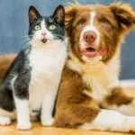 Kedilere ve köpeklere karantina kararı