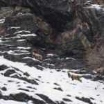 P&uuml;l&uuml;m&uuml;r Vadisi'nde boz ayı ve yaban ke&ccedil;ileri g&ouml;r&uuml;nt&uuml;lendi