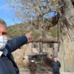 Tokat'taki 7 asırlık kavak ağacına koruma talebi