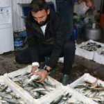 Zonguldak'ta balıkçılar limana 2 bin kasa balıkla döndü