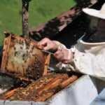 Mucize 'arı zehri' kanserden koruyor!