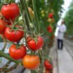 Afyonkarahisar'dan 30 ülkeye "salkım domates" ihracatı 