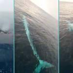 Akdeniz'de 15 metrelik oluklu balina görüntülendi