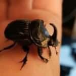 Gergedan böceği evinden çıktı