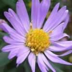 Günlük 100 milyon tıklanan fotoğrafın sırrı çözüldü