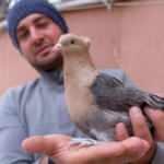 Otomobil fiyatına g&uuml;vercin; 100 bin lira