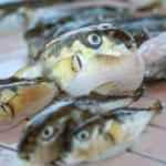 Sağlık Bakanlığı balon balığı iddiaları sonrası harekete ge&ccedil;ti