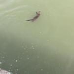 &Ccedil;aydaki hareketsiz canlı şaşırttı! &Ouml;l&uuml; sandılar...