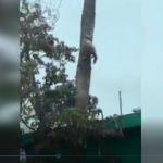 Ağaca çıkan kedi, soğuktan ağaca yapıştı!