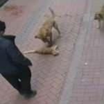 Balıkesir'de köpeklerine 20 kediyi boğdurtan kişi için karar verildi