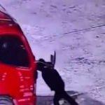 Çin'de sürücü el frenini çekmeyi unuttuğu kamyonetinin altında kaldı