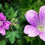 Ebegümecinin faydaları nelerdir? Hangi hastalıklara iyi gelir? Ebegümeci nasıl tüketilir?