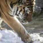 İlk kez kar g&ouml;ren kaplanın şaşkınlığı!