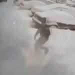 İstanbul&rsquo;da pitbull k&ouml;peği kız &ccedil;ocuğuna dehşeti yaşattı