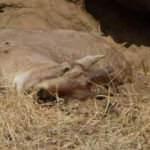 Köylüler dağ keçilerini öldüren bakteri nedeniyle tedirgin