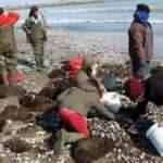 Samsun'da dalgaların kıyıya attığı salyangozlar kadınların ekmek kapısı oldu!