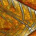 Akıllı telefonları ve bilgisayarları binlerce kat hızlandıracak teknoloji geliştirildi