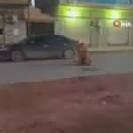 Libya'da hayvanat bahçesinden kaçan aslan paniğe neden oldu