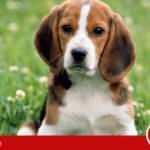 Rüyada köpek ısırması görmek ne anlama gelir? Rüyada yavru köpek ısırması neye işarettir?