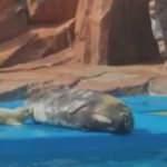 Shanghai Haichang Okyanus Parkı'nın ilk benekli fok yavrusu doğdu!