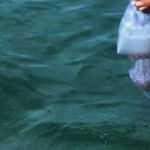 Avustralya’da denizanasının soktuğu genç yaşam mücadelesini kaybetti
