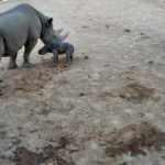 Avustralya'da nesli tükenmekte olan siyah gergedan yavrusu doğdu