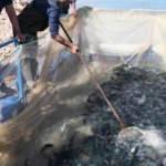 Denize kıyısı olamayan kentten Türkiye'ye yıllık 20 bin ton alabalık