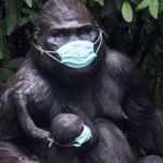 İnsan dışı ilk aşı: Goriller Kovid-19 aşısı oldu