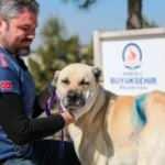 Kangal cinsi sokak köpeğinin karnındaki tümör, ameliyatla alındı