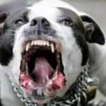 Pitbullla fabrika bek&ccedil;isine dehşeti yaşattılar