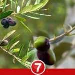 Rüyada dalında zeytin görmek ne demek? Rüyada zeytin ağacı görmek ne anlama gelir?