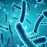 Türk bilim insanları iki yeni bakteri keşfetti