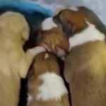Yeraltı &ccedil;&ouml;p konteynerine atılan 7 yavru k&ouml;pek, itfaiye tarafından kurtarıldı