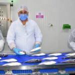 Avrupalılar pandemide Türkiye'den balık yedi!