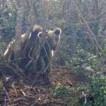 Bursa'da ormanda kapana sıkışan ayıyı jandarma kurtardı!