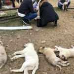 Ankara'da vahşet: 22 k&ouml;pek zehirlenerek &ouml;ld&uuml;r&uuml;ld&uuml;