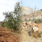 36 yıl kamyon şoförlüğü yaptı, huzuru köyüne yerleşip yüzlerce ağaç dikmekte buldu!