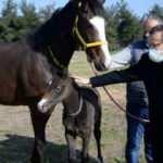 Bursa'da &uuml;niversitede doğan tay i&ccedil;in bir yıl &ouml;nceden sıraya girdiler