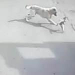 Köpeğin saldırısına uğrayan kedi telef oldu