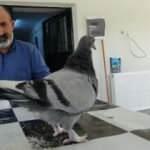 Yumurtadan b&ouml;yle &ccedil;ıktı! 'İlk kez  g&ouml;rd&uuml;m'