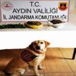 Zeytin ağacının dibine g&ouml;m&uuml;l&uuml; uyuşturucu narkotik k&ouml;peği 'Dilbaz' buldu