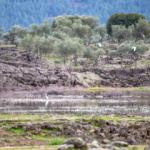 Amanos'un eteklerindeki volkanik g&ouml;l g&ouml;&ccedil;men kuşlarla renklendi