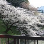 Hayatın mucizesi sakuralar açtı... Pandemiye rağmen akın ettiler