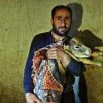 Kesilen inekten 5 buzağı &ccedil;ıktı! Sonrasında h&uuml;ng&uuml;r h&uuml;ng&uuml;r ağladı...