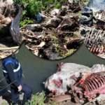 Korkun&ccedil; g&ouml;r&uuml;nt&uuml;: Dere yatağı at, eşek kafası ve kemik dolu!