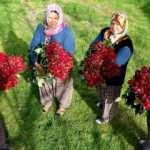 Osmaniye'de 20 kadın 'gül yetişmez' denilen yerde gül yetiştirdiler, siparişlere yetişemiyorlar