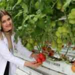 Sivas'ın ilk jeotermal serasında domates hasadı yapıldı